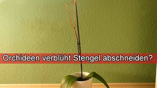 Orchideen verblüht Stengel abschneiden Ja  Nein   Verblühte Orchidee nach Blüte schneiden [upl. by Orpha]