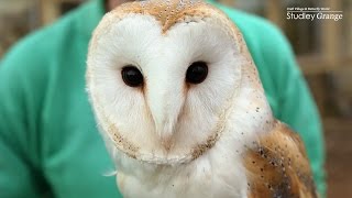 Barny the Barn Owl [upl. by Archambault]