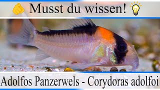 Haltungsbedingungen und Infos zu Adolfos Panzerwels  Corydoras adolfoi  Aquarium [upl. by Aeret]