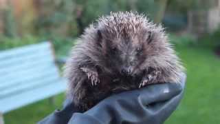 Hedgehog noises  grumpy wild hedgehog huffing [upl. by Alves456]