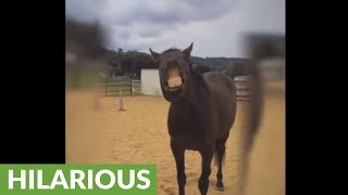 Funny horse makes hilarious facial expressions [upl. by Sayer]