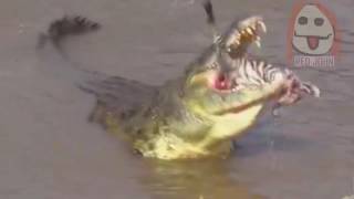 Cocodrilo devora viva una cria de cebra Crocodile devours alive a zebra cub [upl. by Opiuuk]