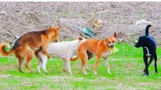 Golden Retriever pappys at my home l Mr John [upl. by Aramoiz]