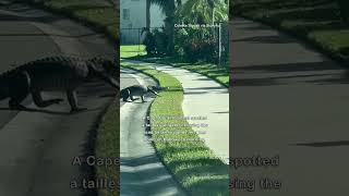 Tailless Gator Ambles Through Florida Neighborhood [upl. by Eisus]