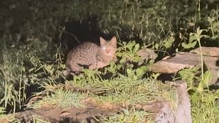 RUSTY SPOTTED CAT wildcat cat wildlife trending travel [upl. by Kronick529]