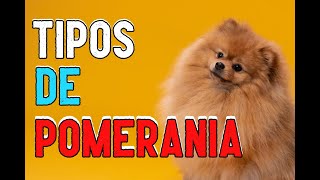 🐶 Descubre los Diferentes TIPOS de POMERANIA [upl. by Ynos589]