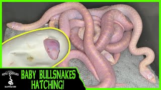 BABY BULL SNAKES HATCHING [upl. by Wilfred63]