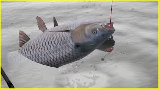 Bear Lake Grass Carp rf4 spot  Russian Fishing 4 [upl. by Brendis458]