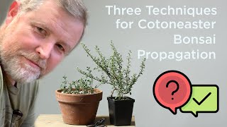 Bonsaify  Three Techniques for Cotoneaster Bonsai Propagation [upl. by Sel941]