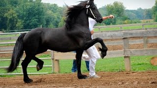 Friesian Horse Keurings  be there [upl. by Hanima5]