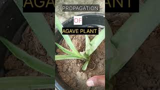 How to propagate An AGAVE PLANT  plants paudhe viralvideo taquilla wine trending viral yt [upl. by Ottie158]