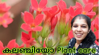 Kalanchoe plant care  flowering tips  shilpazz thattikootu [upl. by Orazal]