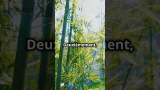 5 raisons pour lesquelles la forêt de bamboo video nature naturelovers facts [upl. by Lammaj76]