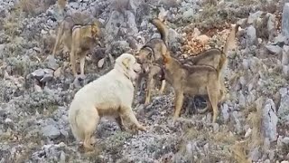 Sheep Dog Fends Off Entire pack of wolves by itself [upl. by Lertnom523]