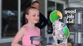 Teaching Kids How to Work With Eclectus Parrots [upl. by Ferullo682]