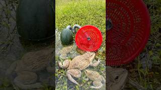 Survival Skills SIMPLE and USEFUL with watermelon Frog trap bushcraft camping outdoors [upl. by Attebasile721]