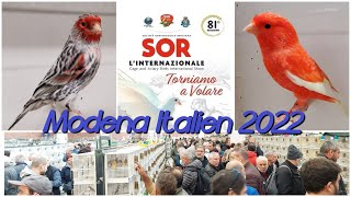 SOR L’INTERNAZIONALE Vogelausstellung amp Vogelboerse in Modena Fiere 2022 [upl. by Hagen]