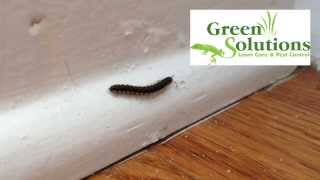 Millipedes and Centipedes a Pest Control Problem [upl. by Twyla212]