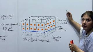 Stratified Epithelial Tissue كيفية تعلم رسم [upl. by Persse]