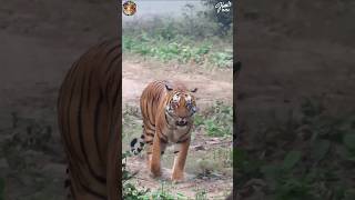 encroaching on the territory of another male tiger corbett viralvideo trandingctr animals [upl. by Spalla]