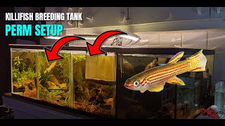 How to setup a breeding tank for Killifish  Aquascaping [upl. by Latreshia]