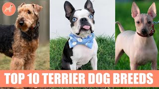 Top 10 Popular Terrier Dog Breeds [upl. by Aneekahs878]