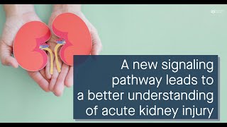 A new signaling pathway links pyroptosis and acute kidney injury after renal IR [upl. by Neelrac]