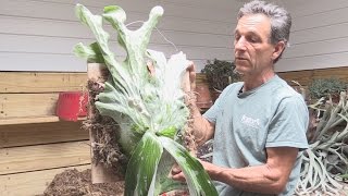 How to Divide and Mount a Staghorn Fern Platycerium andinum [upl. by Rolan142]