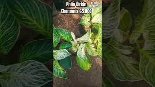 Philo Birkin philo fypシ゚viral tanamanhias plants [upl. by Lilian]