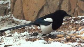 THE THIEVING MAGPIE  ROSSINI [upl. by Lhok998]