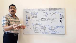 Puccinia 1 Life cycle on primary host [upl. by Hotchkiss]