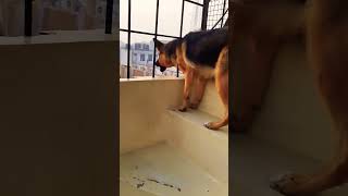 german shepherd dog barking  gsd dog barking  dog barking  puppy barking  dogs voices [upl. by Hgielhsa]