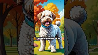 The Comedic Lagotto Romagnolo [upl. by Neerod]