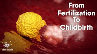 from fertilization to childbirth  3d medical animation  by Dandelion Team [upl. by Yzmar]