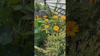 Longbloom summer perennials Watch until the end There is a surprise🙀zone5b beginnergardening [upl. by Trainer176]