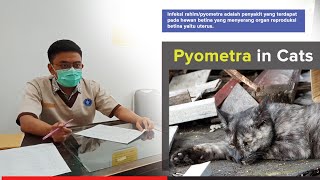 Penyakit Pyometra Pada Kucing  keluar cairan pada alat vital [upl. by Bael34]