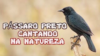 PÁSSARO PRETO CANTANDO NA NATUREZA  GRAUNA CANTANDO [upl. by Akenot]