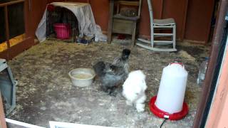 Silkie Rooster Crowingor trying to anyway [upl. by Llevad]