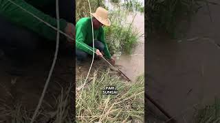 Pari Air Tawar mancing mancingliar sungai ikan bawal ikanpatin gurame ikanmas pari toman [upl. by Iraj]