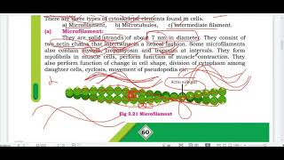 CYTOSKELETON  TYPES OF CYTOSKELETAL ELEMENTS  CLASS 11 NEW SINDH BIOLOGY  MDCAT LECTURE [upl. by Nysilla243]