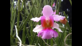 Agnes JoaquimSingaporeOrchid FlowerFounder of Orchid [upl. by Hgielra314]