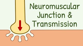 Neuromuscular Junction Structure amp Neuromuscular Transmission  Membrane Physiology [upl. by Haiasi]