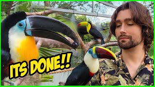 Toucans React to their NEW AVIARY for the FIRST TIME [upl. by Rehpotisrhc]