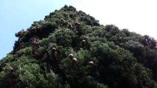 Cupressus sempervirens Stricta seed pods  Italian Cypress HD 01 [upl. by Naedan]