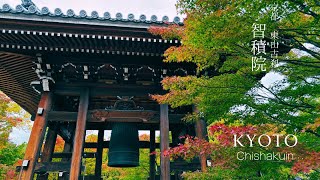 秋🍂京都2024「智積院」東山エリアの古刹（オススメの穴場です‼️）Autumn leaves in Kyoto  Chisyakuin  11月17日撮影 今週末は間違いなく見頃です！！ [upl. by Binah]