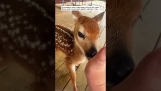 A policeman saw a baby deer lying on the street then deer babydeer short [upl. by Alrats153]