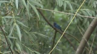 Passerina cyanea Indigo Bunting [upl. by Tobias62]