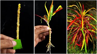 How to Grow Croton From Cuttings Propagate Croton From Stem Cutting [upl. by Odnamra]