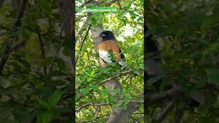 Rufous treepie bird birds birdschirping [upl. by Adnerak]