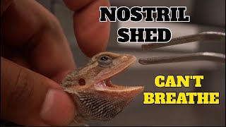 Cleaning Of Bearded Dragons Nostril  Taking out Shed [upl. by Tadashi]